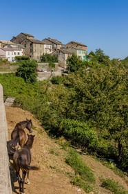 Croce
