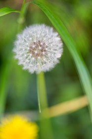 Pissenlit dit Taraxacum