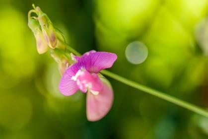 Flore Méditerranéenne