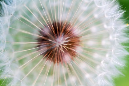 Pissenlit dit Taraxacum