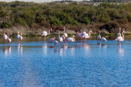 Flamant rose