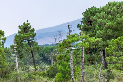 .Porto-Vecchio