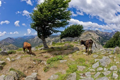 GR 20 Nord