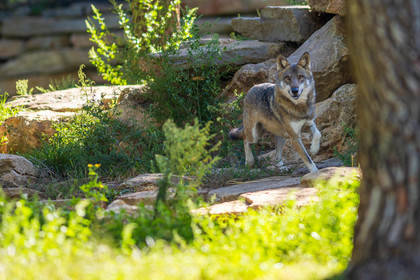 Parc animalier de la Barben