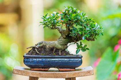 Bonsai Center