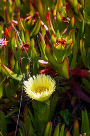 Flore corse