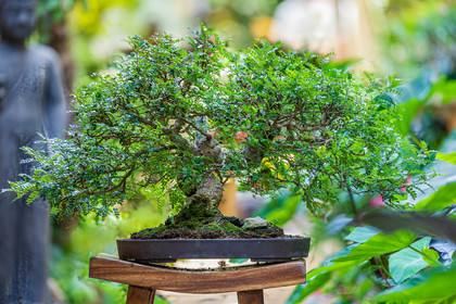 Bonsai Center