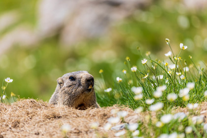 Marmotte