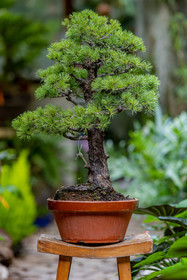 Bonsai