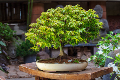 Bonsai