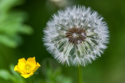 Pissenlit dit Taraxacum