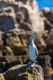Cormoran huppé immature, Phalacrocorax aristotelis