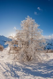 Auron
