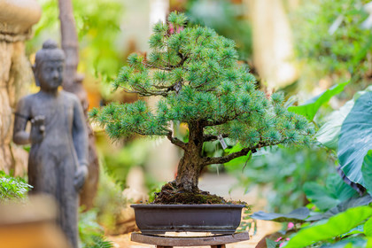 Bonsai