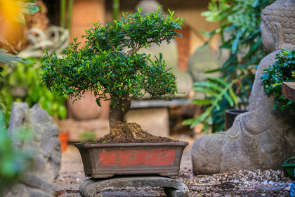 Bonsai