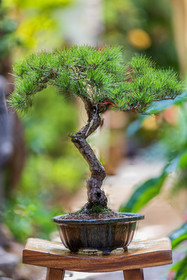 Bonsai Center