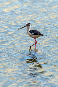 Salins d'Hyères