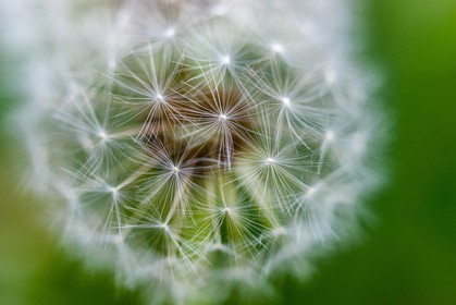 Pissenlit dit Taraxacum