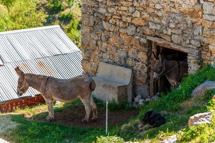 Faune Corse