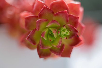 Flore