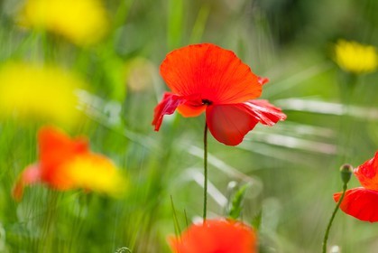 Coquelicot, Papaver rhoeas