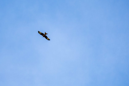 Oiseaux
