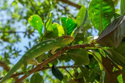 Caméléon endormi