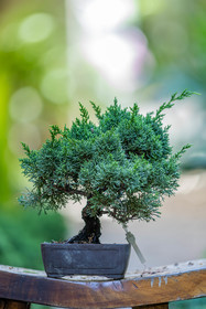 Bonsai