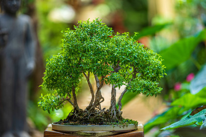 Bonsai Center