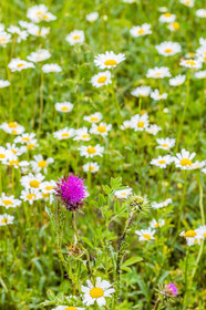 Flore alpine