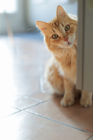 Chat