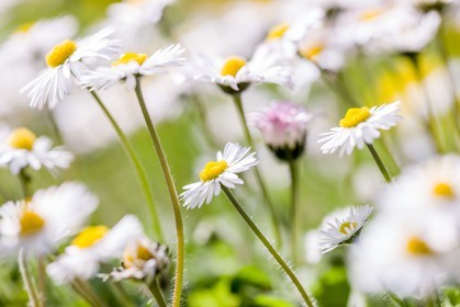 Marguerite, Leucanthemum vulgare
