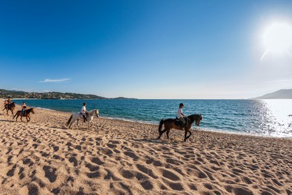 Cheval sur la plage de Porticcio