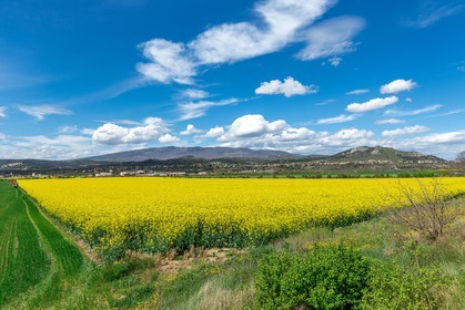 Colza