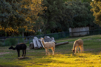 Parc animalier de la Barben