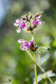 Hautes-Alpes (05) Flore alpine