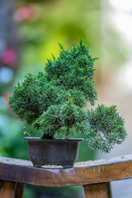 Bonsai
