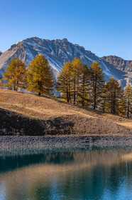 Auron