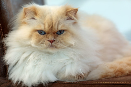 Chat