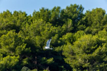 Lérins Sainte-Marguerite