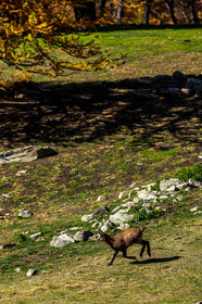 Chamois, Rupicapra rupicapra