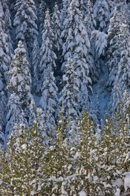 Forêt enneigée
