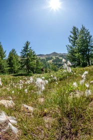 Isola 2000