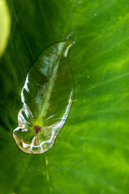 Flore méditerranéenne