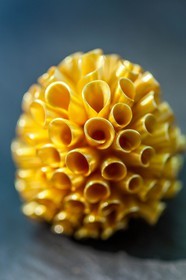 Canobbio