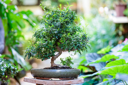 Bonsai Center