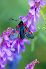 Papillon