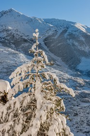 Auron