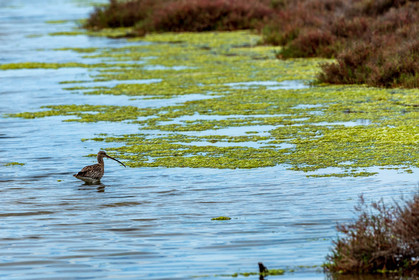 Salins d'Hyères