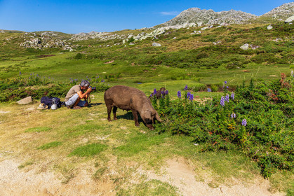 Plateau du Coscione